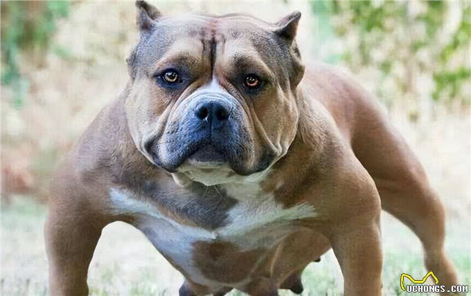 美国最威猛的猎犬!比特犬不是对手，街头恶霸犬只能靠边站