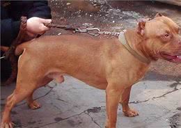 美国最威猛的猎犬!比特犬不是对手，街头恶霸犬只能靠边站