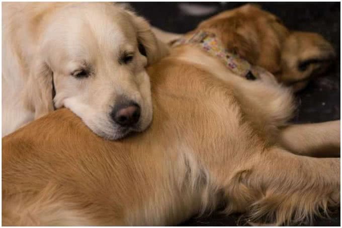 年薪29万!豪宅主人帮狗狗找保姆，看完要求网友吵起来了