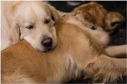 年薪29万!豪宅主人帮狗狗找保姆，看完要求网友吵起来了