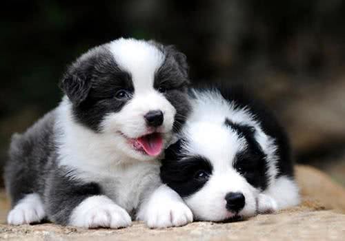 新手狗爸狗妈看过来，幼犬粮咋挑?怎么给狗子选择狗粮