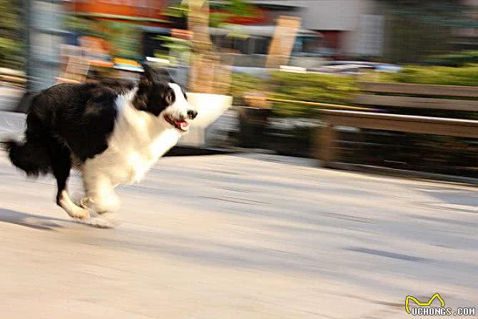 新手狗爸狗妈看过来，幼犬粮咋挑?怎么给狗子选择狗粮