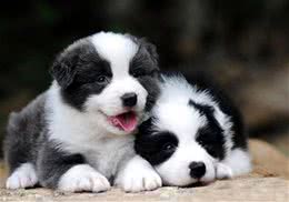 新手狗爸狗妈看过来，幼犬粮咋挑?怎么给狗子选择狗粮