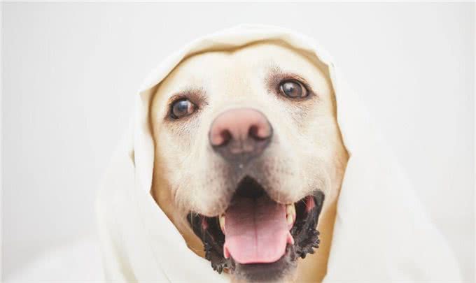 狗狗为什么会挑食?如何解决狗狗的挑食问题?