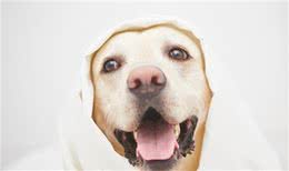 狗狗为什么会挑食?如何解决狗狗的挑食问题?