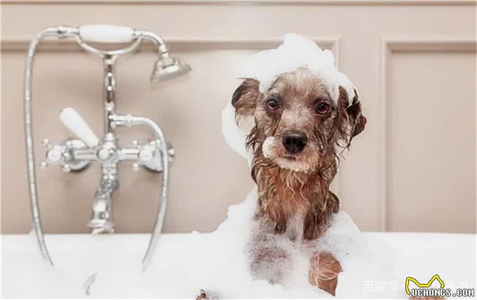 狗狗毛发粗糙的4大原因!6种食物可以美毛亮毛?轻松改善