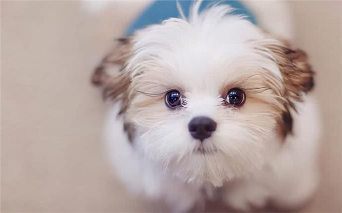 狗狗毛发粗糙的4大原因!6种食物可以美毛亮毛?轻松改善