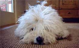 狗狗毛发粗糙的4大原因!6种食物可以美毛亮毛?轻松改善