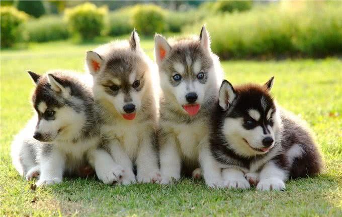 狗狗中暑的症状有哪些?如何预防与救助?