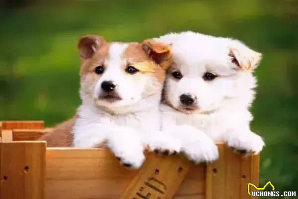 狗狗中暑的症状有哪些?如何预防与救助?