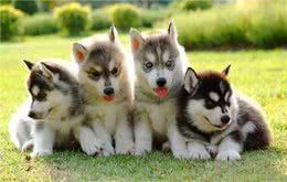 狗狗中暑的症状有哪些?如何预防与救助?