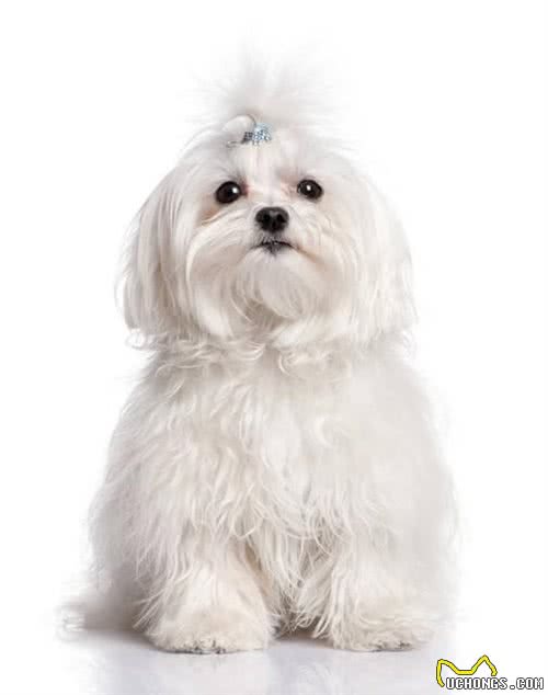 约克夏和马尔济斯区别，马尔济斯犬和约克夏犬有什么区别