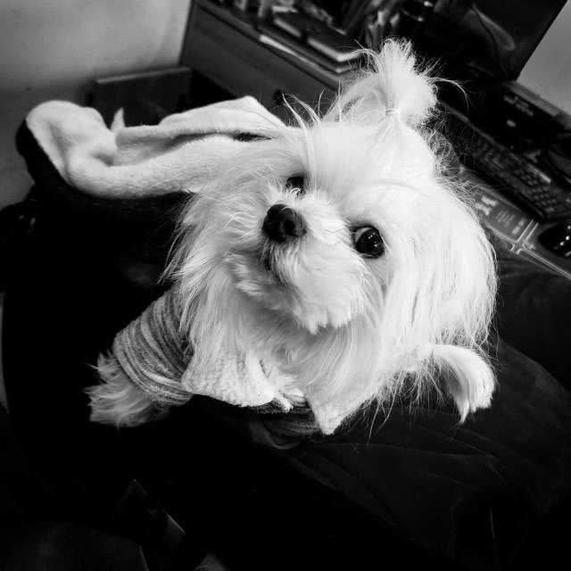 约克夏和马尔济斯区别，马尔济斯犬和约克夏犬有什么区别