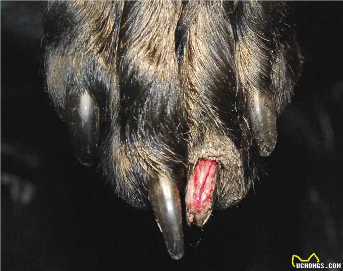 狗狗指甲受伤了，应该怎么处理?按以下步骤照做就行