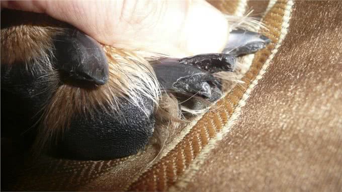 狗狗指甲受伤了，应该怎么处理?按以下步骤照做就行