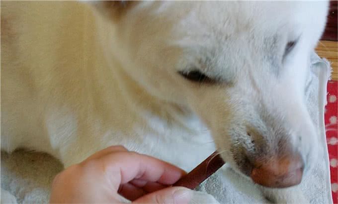 狗狗装死训练一览