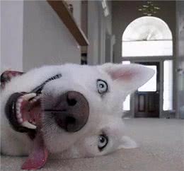 狗狗装死训练一览