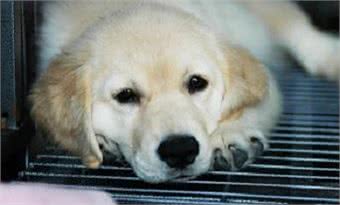 狗狗一直打喷嚏一定是感冒了吗?不一定哦，可能还有这种原因