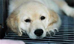 狗狗一直打喷嚏一定是感冒了吗?不一定哦，可能还有这种原因