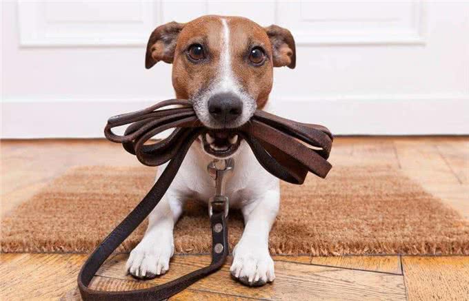 教会狗狗在不同的环境下正确坐下，使狗能快乐地和主人成长