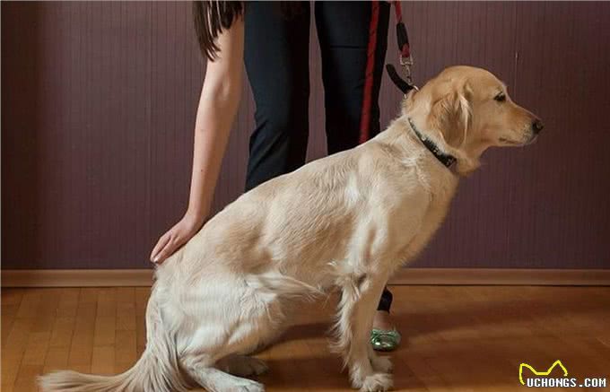 教会狗狗在不同的环境下正确坐下，使狗能快乐地和主人成长