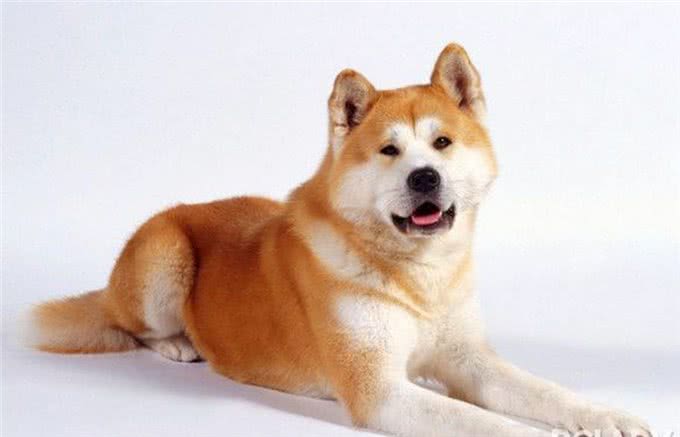 教会狗狗在不同的环境下正确坐下，使狗能快乐地和主人成长