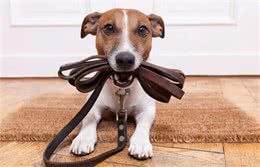 教会狗狗在不同的环境下正确坐下，使狗能快乐地和主人成长