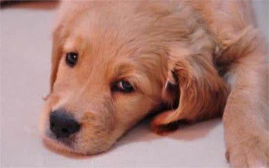 狗狗不吃东西没精神是怎么回事?铲屎官要注意，千万不能大意