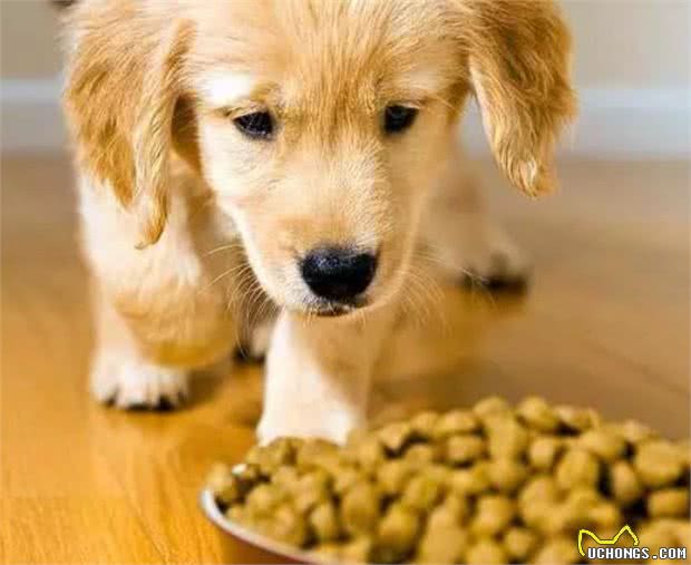 狗狗不吃东西没精神是怎么回事?铲屎官要注意，千万不能大意