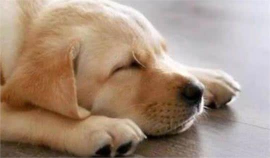 狗狗不吃东西没精神是怎么回事?铲屎官要注意，千万不能大意