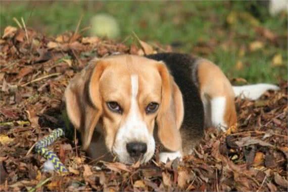 狗狗不吃东西没精神是怎么回事?铲屎官要注意，千万不能大意