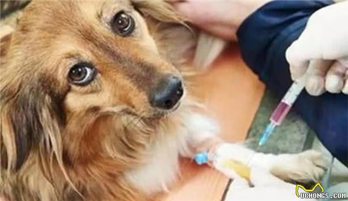 狗狗不吃东西没精神是怎么回事?铲屎官要注意，千万不能大意