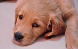 狗狗不吃东西没精神是怎么回事?铲屎官要注意，千万不能大意