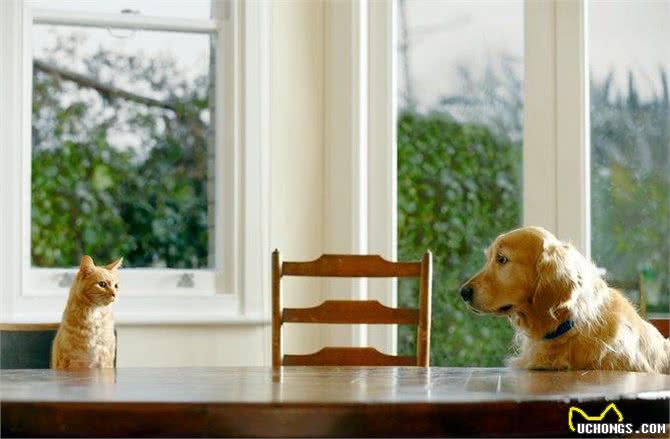 这些适合与猫咪相处的狗狗品种