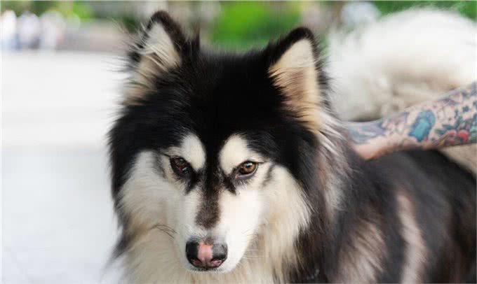 成年阿拉斯加一天吃多少狗粮，吃多少合适，注意些什么