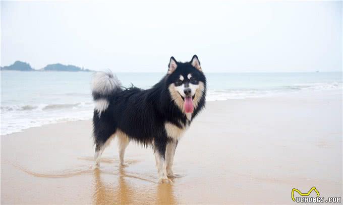 成年阿拉斯加一天吃多少狗粮，吃多少合适，注意些什么