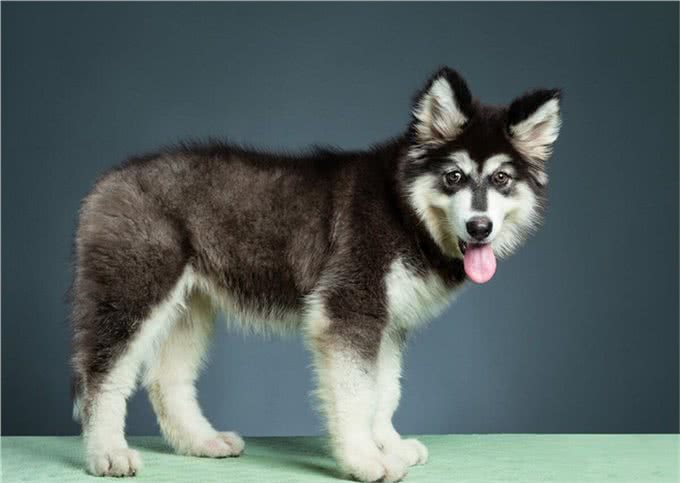 成年阿拉斯加一天吃多少狗粮，吃多少合适，注意些什么