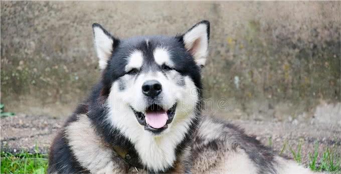 成年阿拉斯加一天吃多少狗粮，吃多少合适，注意些什么