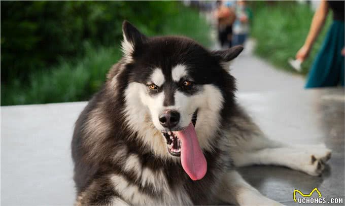 成年阿拉斯加一天吃多少狗粮，吃多少合适，注意些什么