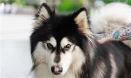 成年阿拉斯加一天吃多少狗粮，吃多少合适，注意些什么