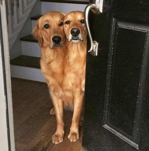 小主人拿平板给狗狗看，他们温馨的互动让人觉得狗狗的生活真美妙