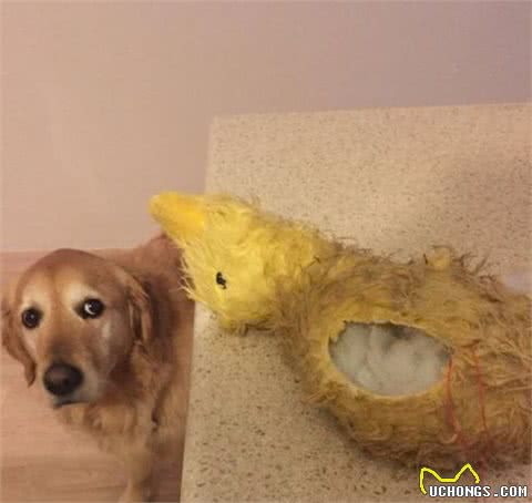 小主人拿平板给狗狗看，他们温馨的互动让人觉得狗狗的生活真美妙