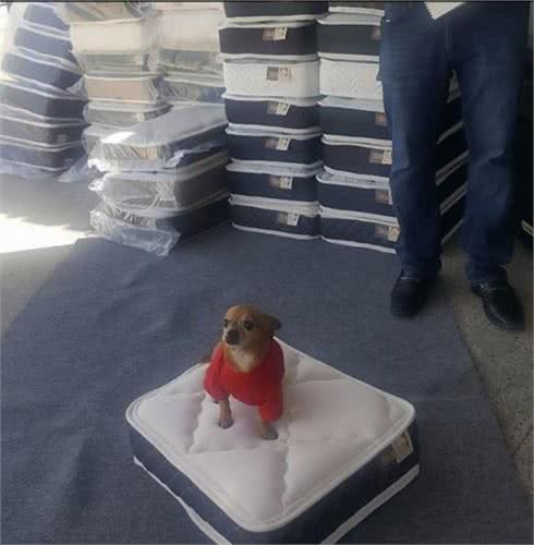 小主人拿平板给狗狗看，他们温馨的互动让人觉得狗狗的生活真美妙