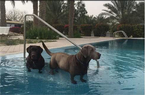 小主人拿平板给狗狗看，他们温馨的互动让人觉得狗狗的生活真美妙