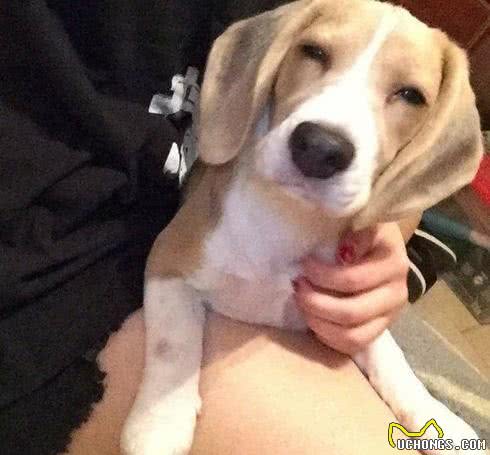 小主人拿平板给狗狗看，他们温馨的互动让人觉得狗狗的生活真美妙