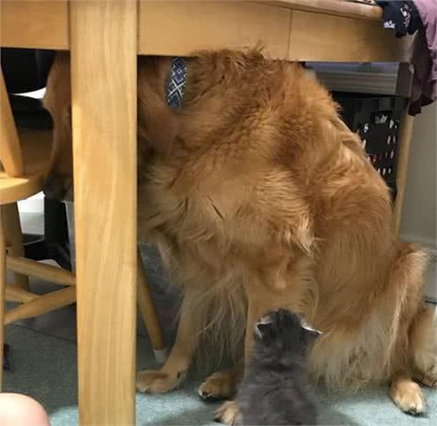 小主人拿平板给狗狗看，他们温馨的互动让人觉得狗狗的生活真美妙