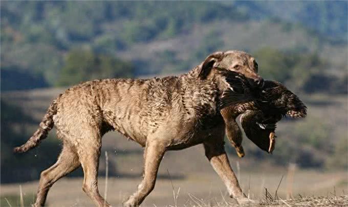 狩猎之王:切萨皮克湾寻回犬和卷毛寻回犬介绍