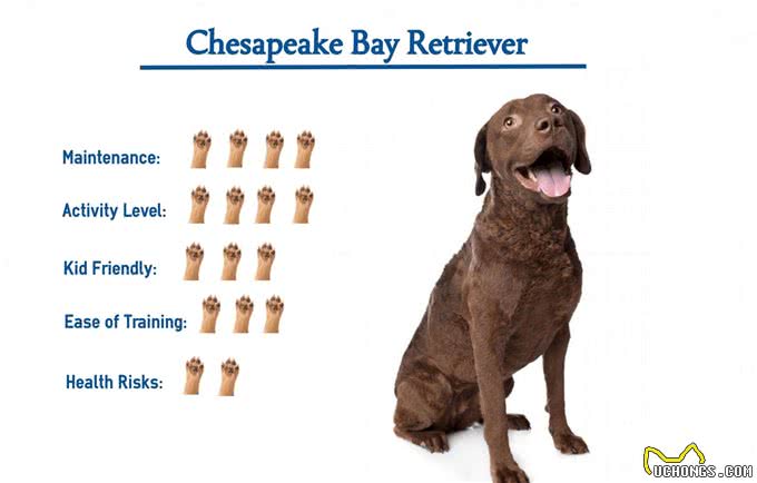 狩猎之王:切萨皮克湾寻回犬和卷毛寻回犬介绍