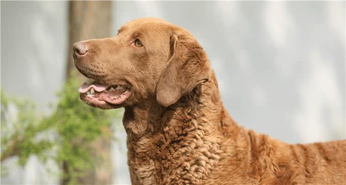 狩猎之王:切萨皮克湾寻回犬和卷毛寻回犬介绍