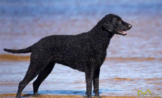 狩猎之王:切萨皮克湾寻回犬和卷毛寻回犬介绍